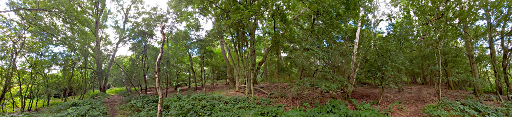 The Woods
